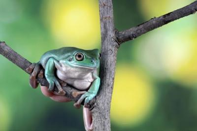 Litoria Caerulea Tree Frog and Dumpy Frog on Branch – Free Stock Photo, Download for Free