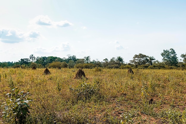 African Nature Landscape with Lush Vegetation and Trees – Free Download