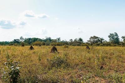 African Nature Landscape with Lush Vegetation and Trees – Free Download