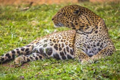 Tiger Resting on the Ground in Kenya – Free Download