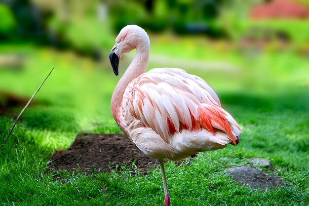 American Flamingo – Caribbean Flamingo Free Stock Photos for Download