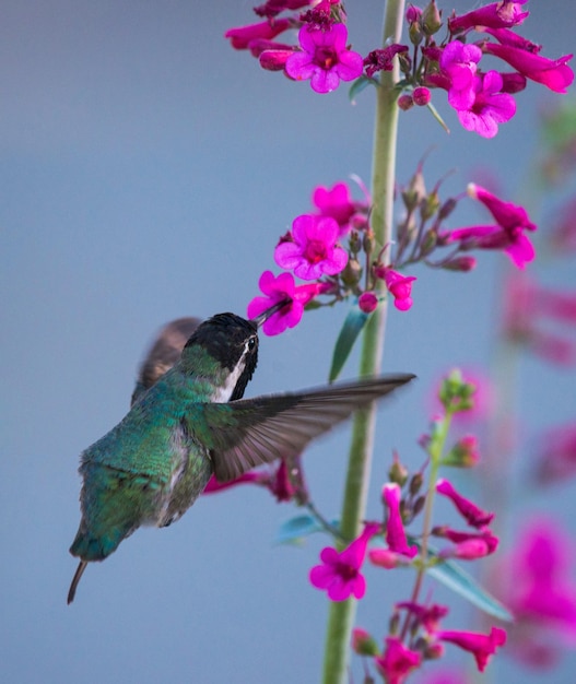 Bird Perched on Pink Flowers – Free Stock Photo for Download