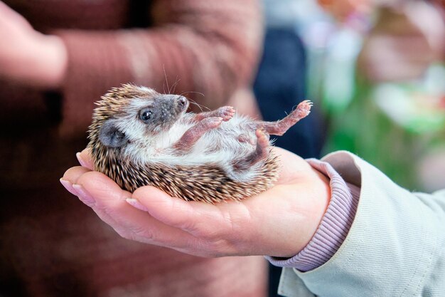 Dwarf Hedgehog Close-Up in a Woman’s Hand – Free Stock Photo, Download Free