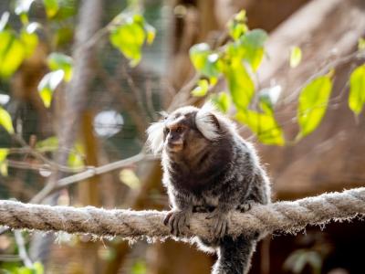 Monkey Sitting on Tree Branch in Zoo – Free to Download