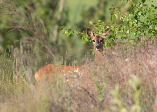 Roe Deer Peeking Through Dense Vegetation – Free Stock Photo, Download Free