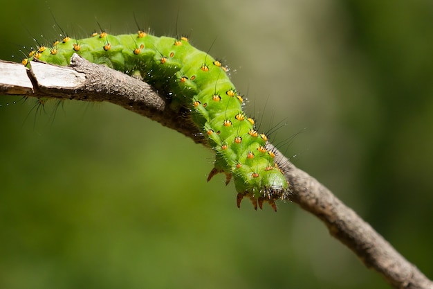 Macro Caterpillar of Saturnia Pavonia: A Stunning Shot on a Twig – Free Download