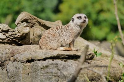 Meerkat on Lookout – Free Stock Photo for Download