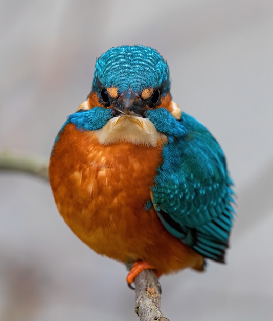 Common Kingfisher Bird Closeup on a Branch – Free Stock Photo for Download