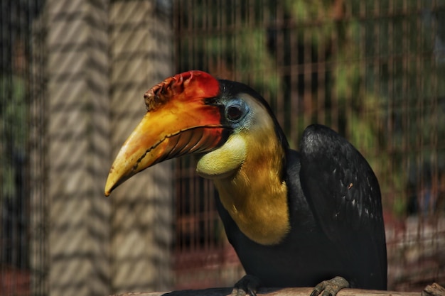 Close-up of Parrot in Cage – Free Stock Photo for Download