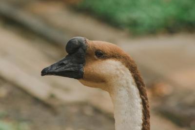 Close-Up of a Bird – Free Stock Photo Download