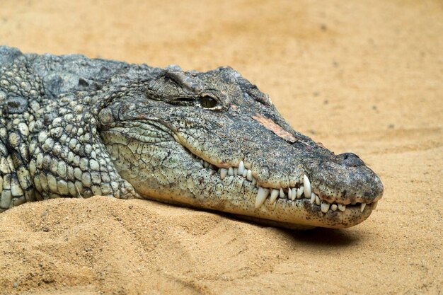 Close-up of Lizard on Rock: Download Free Stock Photo