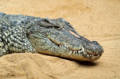 Close-up of Lizard on Rock: Download Free Stock Photo