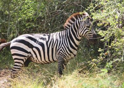 Zebra Mohawk – Free Stock Photo for Download