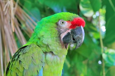 Ara Militaris Military Macaw Green Parrot – Free Download