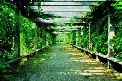 Plants Growing by Covered Walkway – Free Stock Photo, Download for Free