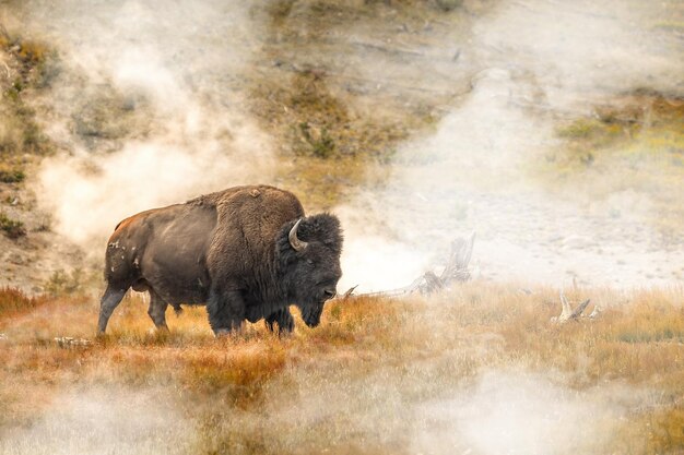 Wild Bison by a Geyser in Yellowstone National Park – Free Download