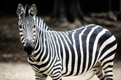 Close-up of Zebra Outdoors – Free Stock Photo, Download Free