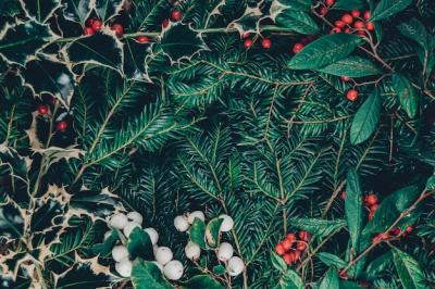 Christmas Background of Wild Tree Branches and Berries – Free Download