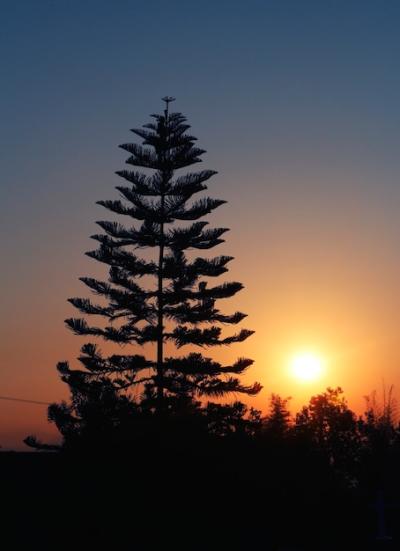 Sunrise Behind Pine Trees – Free Download