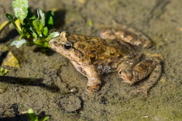 Mediterranean Painted Frog Resting in Mud and Water – Free Stock Photo, Download for Free