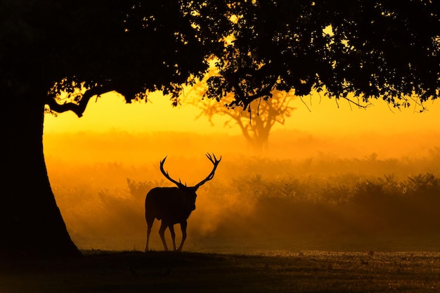 Silhouette Deer at Sunset: Free Stock Photo for Download