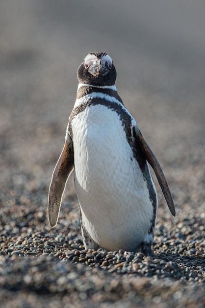 Close-Up Portrait of a Patagonia Penguin – Free Stock Photo Download