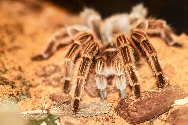 Close-up of a Tarantula – Free Stock Photo for Download