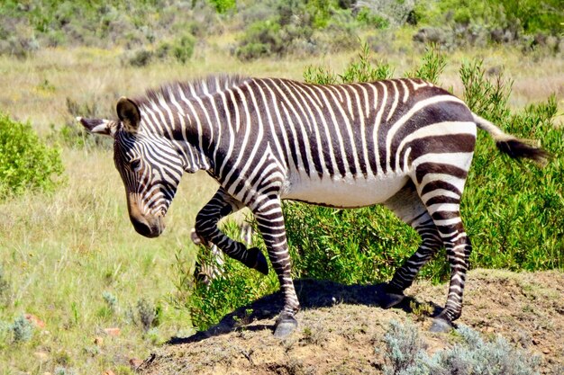 Zebra Sitting on Grass – Free Stock Photo, Download for Free