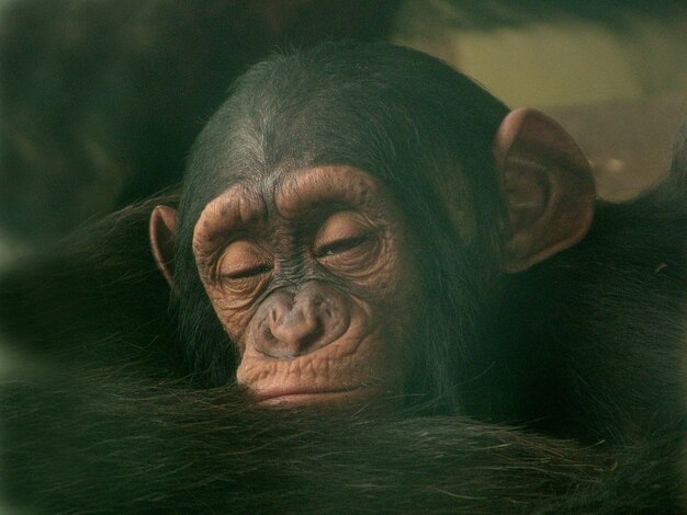 Chimpanzee Relaxing – Free Download, Free Stock Photo