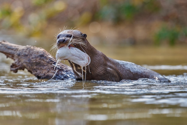 Giant River Otter in Its Natural Habitat – Free Stock Photo for Download