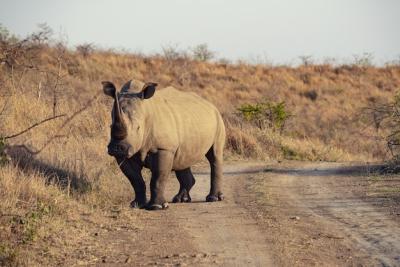 Indian Rhinoceros in South Africa – Free to Download