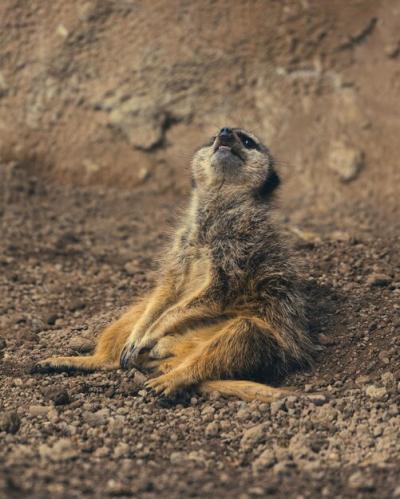 A Meerkat Looking Deflated at Northumberland Zoo – Free Download