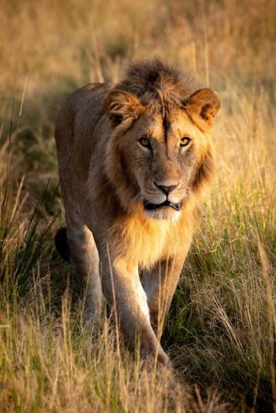 Male Lion Walking Towards Camera Along Track – Free Stock Photo, Download for Free