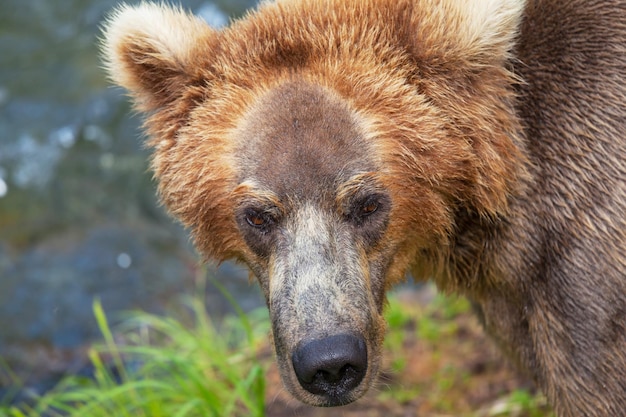 Bear on Alaska – Free Stock Photo, Download for Free