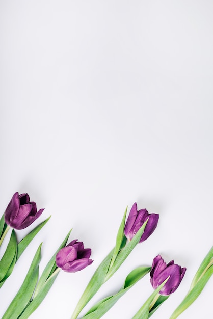 Overhead View of Fresh Bright Color Tulips on White Backdrop – Free Stock Photo for Download