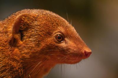 A Detailed Image of a Dwarf Mongoose Standing on a Rock – Free Download