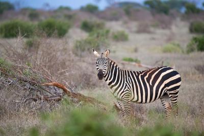 Zebras Standing in a Field – Download Free Stock Photo