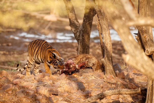 Tiger Male Walking in Natural Habitat – Wildlife Scene in Rajasthan, India | Free Download