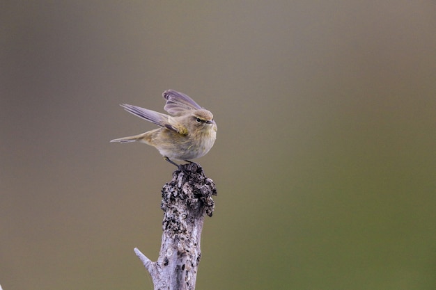 Common Chiffchaff Bird Perched on a Wood Branch – Free Stock Photo for Download