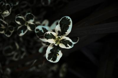 Delicate Green and White Plant Close-up – Free Stock Photo, Download for Free