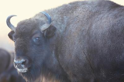 Aurochs Bison in Nature: Captivating Winter Scenes of a Large Bull Buffalo – Free Download