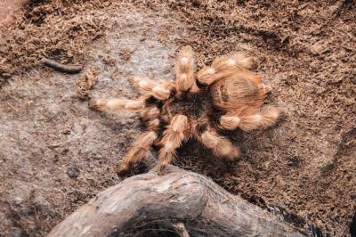 Large Tarantula Spider on an Earthen Surface – Free Stock Photo Download