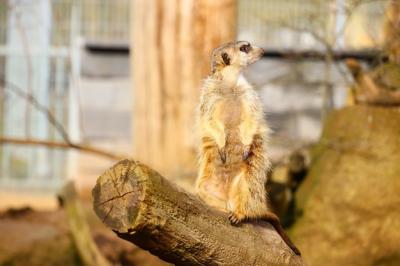 Meerkat Standing on Wood Beneath Sunlight – Free Stock Photo, Download Free