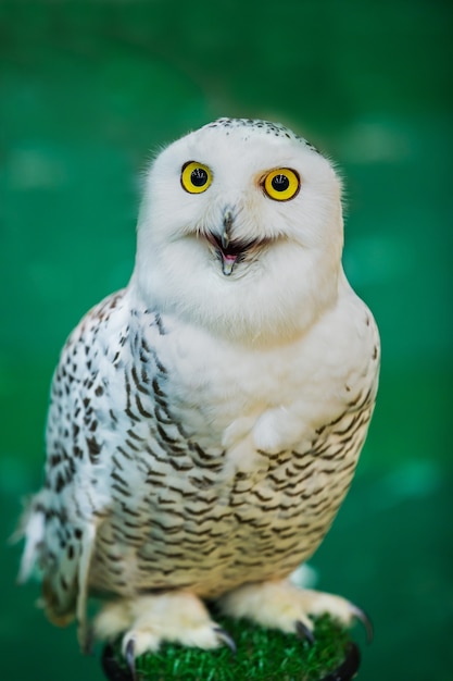 Young Owl Perched on Leather Glove – Free Download