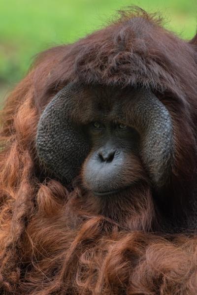 Big Male Orangutan from Borneo Island – Free Download