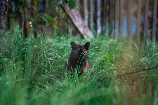 A Dark Brown Cat Sitting in Tall Grass – Free Stock Photo for Download