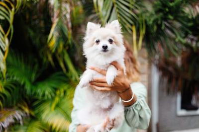 Outdoor Portrait of a Tanned European Woman with Her Happy Pomeranian Dog – Free Download