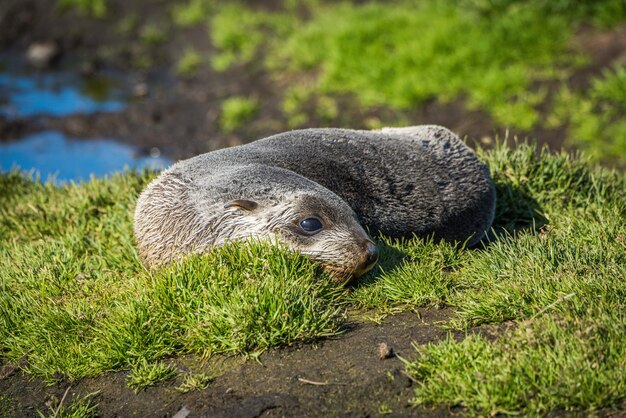 Seal Pup at Lakeshore – Free Stock Photo for Download