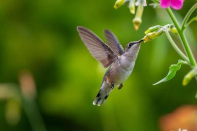 Close-Up of a Bird in Flight: Download Free Stock Photo