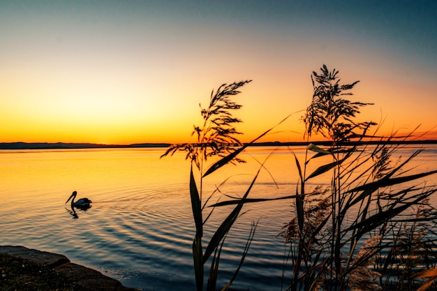 Beautiful Scenery of Phragmites Plants by the Sea with a Swimming Pelican at Sunset – Free Download